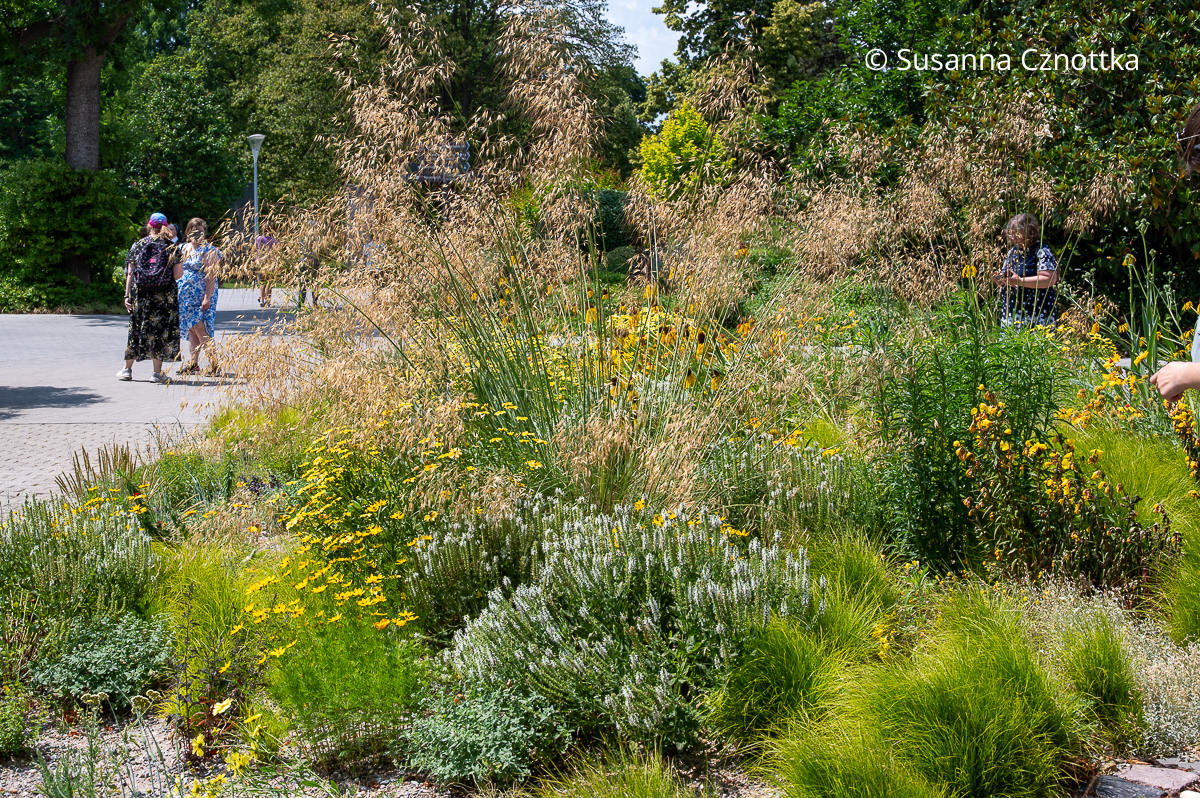 Sommerbeet: weißer Steppen-Salbei (Salvia nemorosa) 'Schneehügel', Zartes Federgras (Nassella tenuissima) und gelbes Netzblatt-Mädchenauge (Coreopsis verticillata) mit Riesen-Federgras (Stipa gigantea)