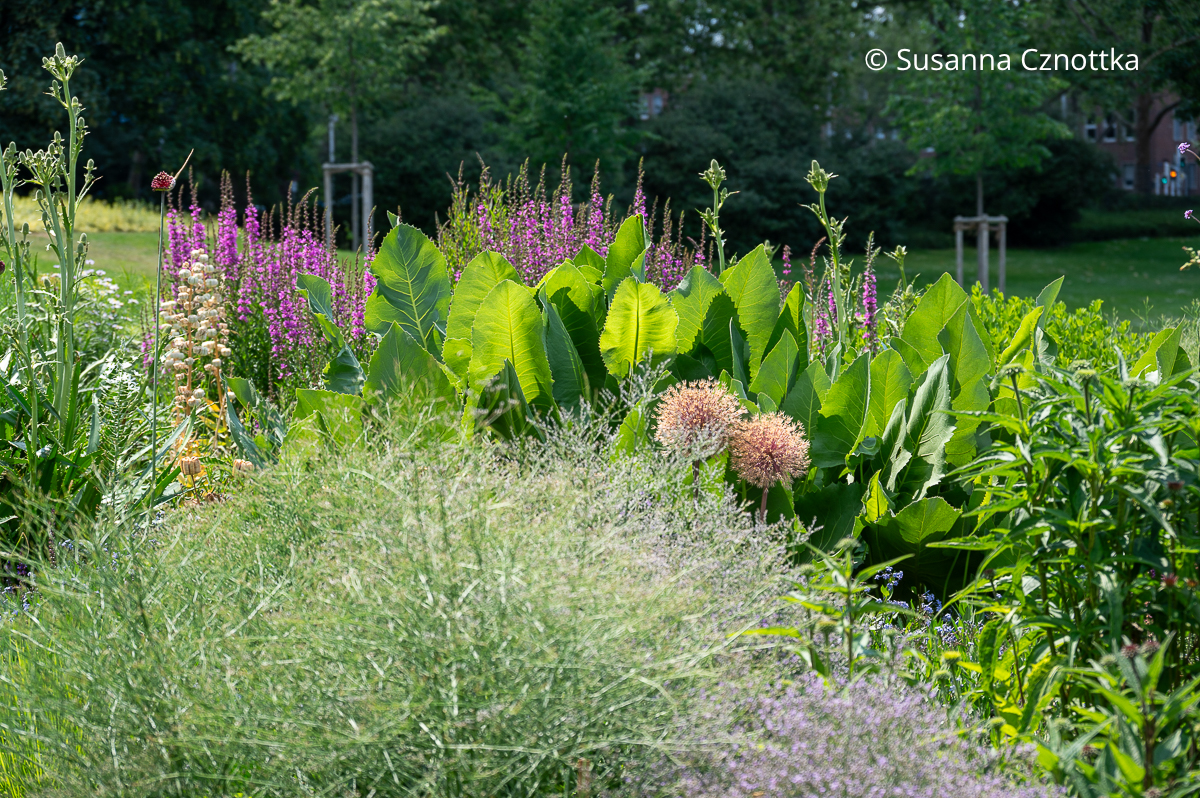 Blätter der Harzigen Becherpflanze (Silphium terebinthinaceum) im Sommer Blätter der Harzigen Becherpflanze (Silphium terebinthinaceum) im Sommer