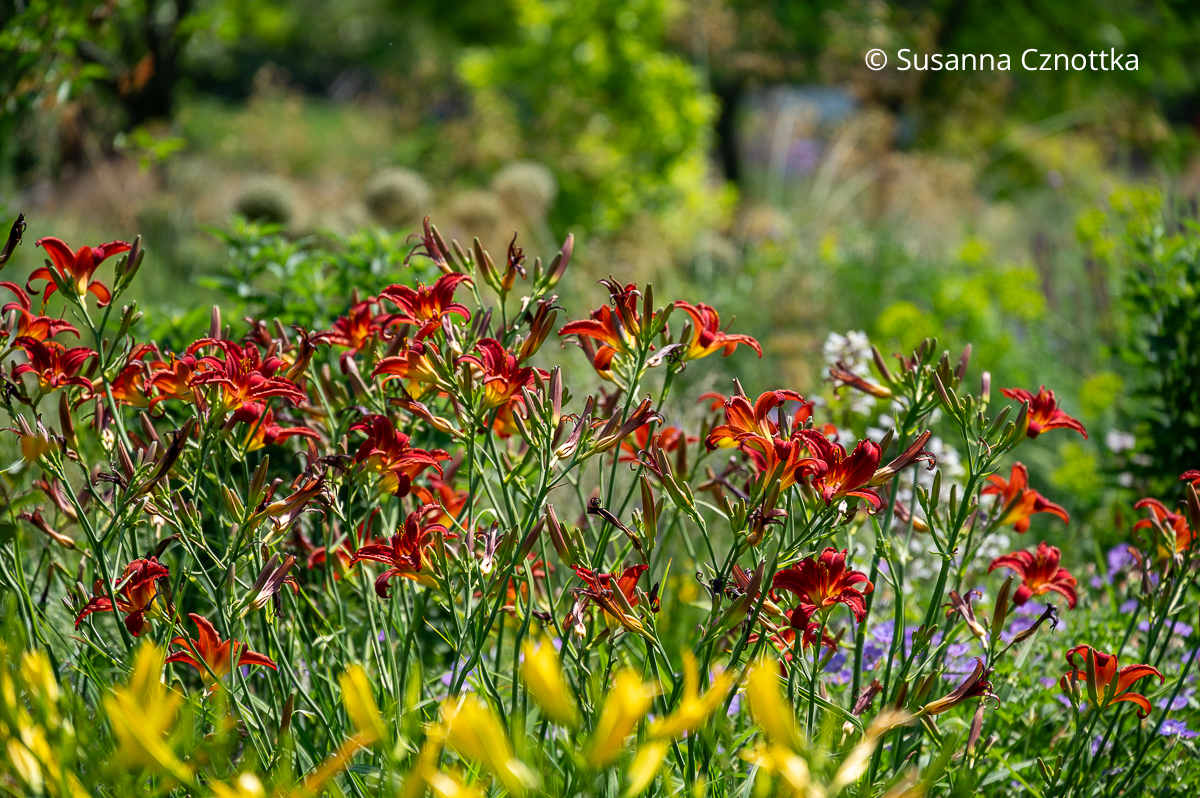 Rote Taglilie (Hemerocallis-Hybride) 'Crimson Glory' Rote Taglilie (Hemerocallis-Hybride) 'Crimson Glory'