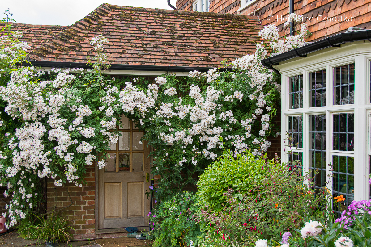 Romantische Rose im Cottagegarten von Manor House