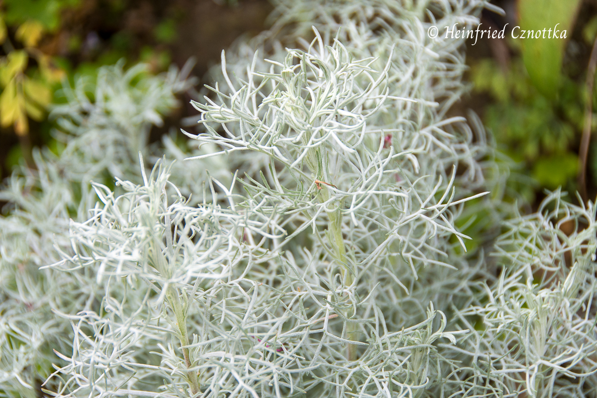 Eine Wermutart (Artemisia) mit sehr feingliedrigen Blättern