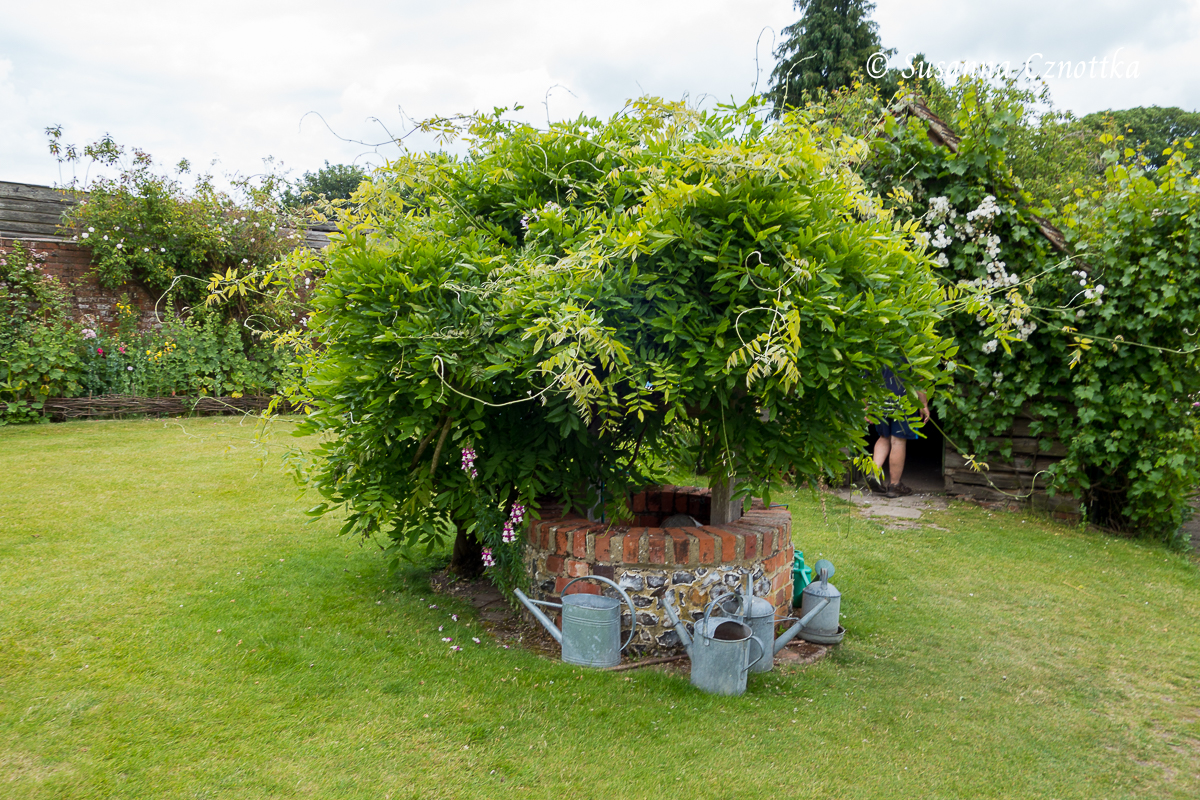 Mit Blauregen (Wisteria) überwachsener Brunnen im Englischen Garten von Manor House