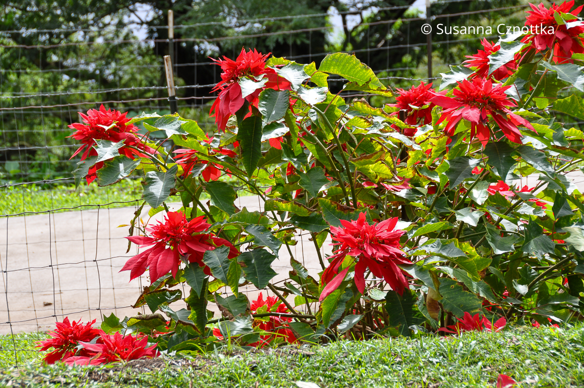 Weihnachtsstern (Euphorbia pulcherrima) im Freien als Strauch wachsend Weihnachtsstern (Euphorbia pulcherrima) im Freien als Strauch wachsend
