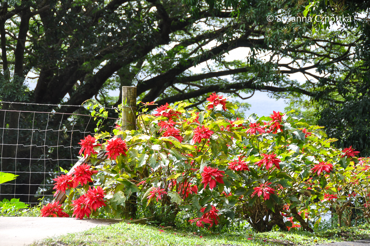Weihnachtsstern (Euphorbia pulcherrima) im Freien als Strauch wachsend auf Maui Weihnachtsstern (Euphorbia pulcherrima) im Freien als Strauch wachsend auf Maui