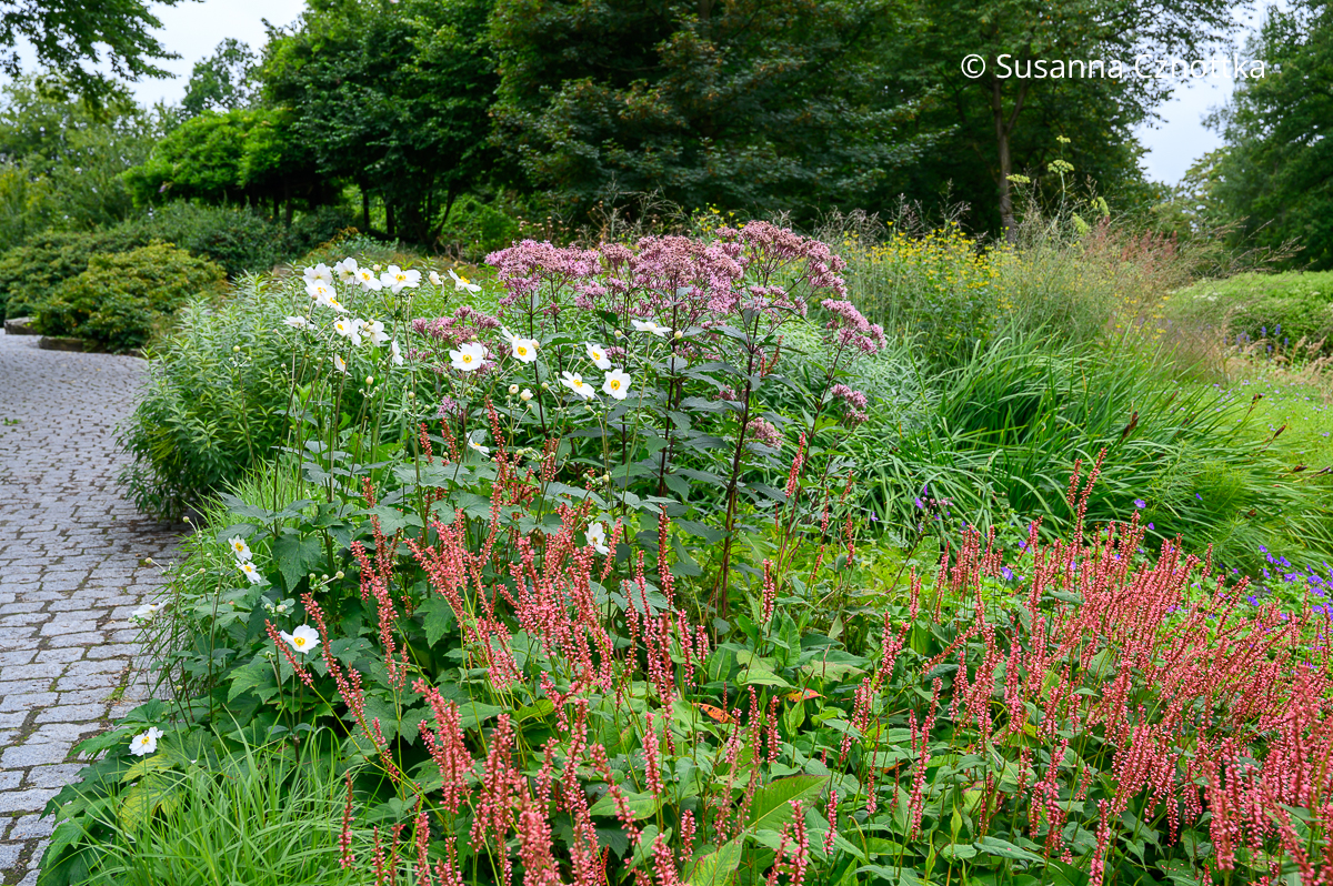 Wasserdost (Eupatorium), Kerzen-Knöterich und Blätter der Wiesen-Iris (Iris sibirica, rechts) mit weißen Herbst-Anemonen Wasserdost (Eupatorium), Kerzen-Knöterich und Blätter der Wiesen-Iris (Iris sibirica, rechts) mit weißen Herbst-Anemonen