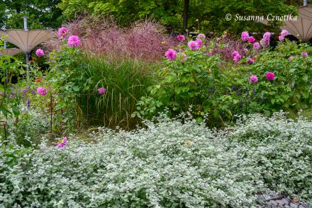 Silber und Grau im Garten: Chinaschilf, Dahlien und Lakritz-Strohblume