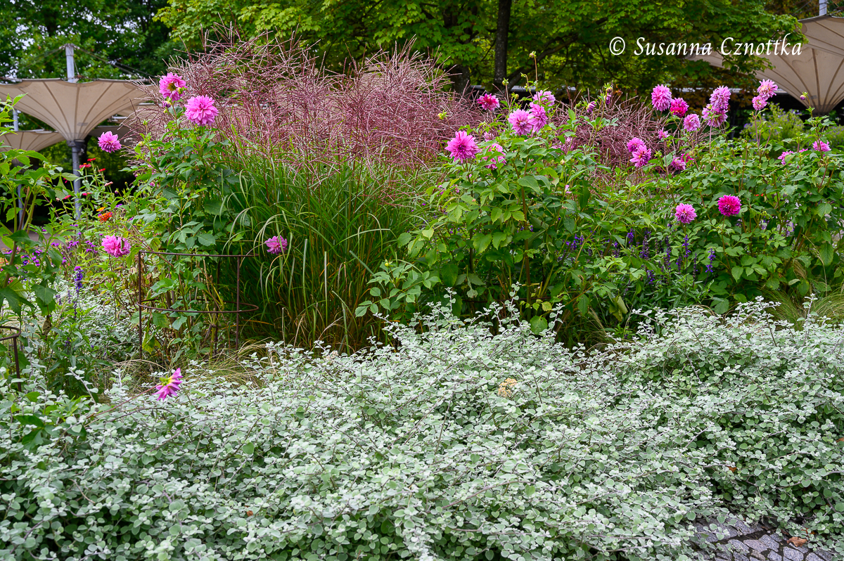 Silber und Grau im Garten: Lakritz-Strohblume (Helichrysum petiolare) mit Chinaschilf und pinken Dahlien