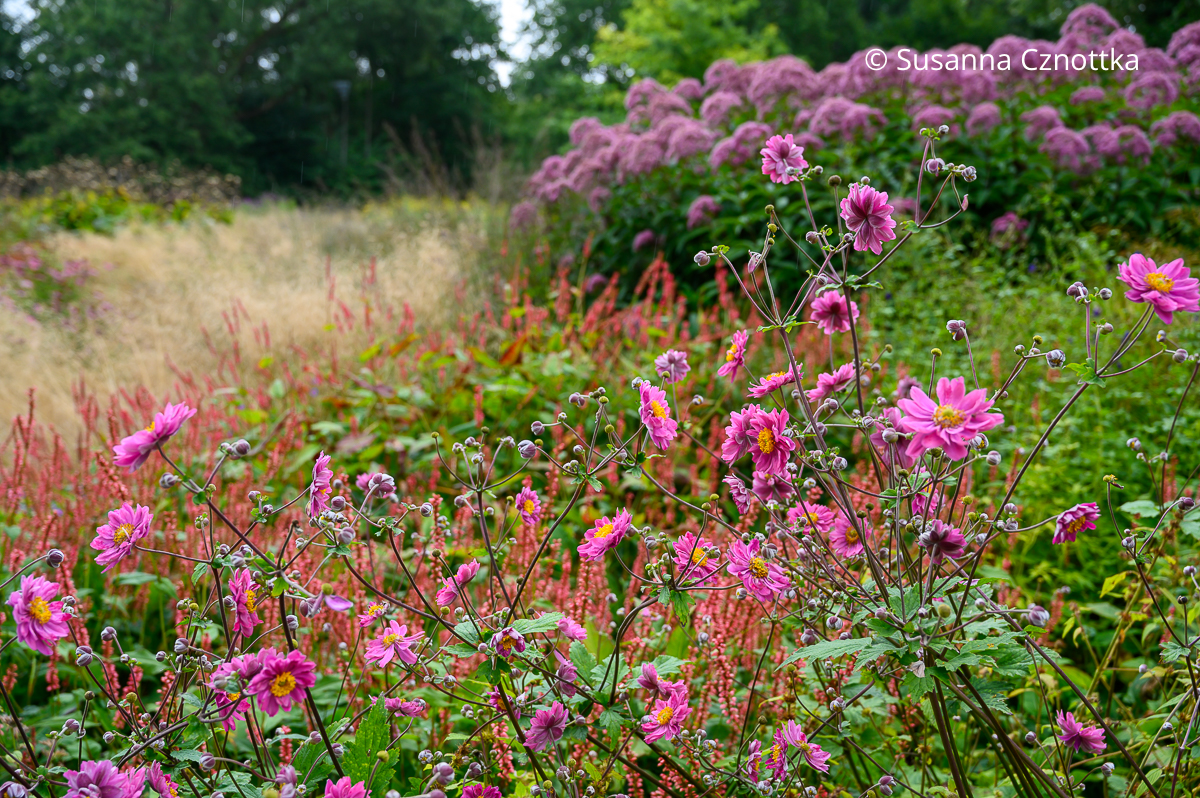 Stauden kombinieren: Herbst-Anemone (Anemone japonica-Hybride) 'Pamina', Wasserdost (Eupatorium) und Kerzen-Knöterich (Persicaria amplexicaulis) Stauden kombinieren: Herbst-Anemone (Anemone japonica-Hybride) 'Pamina', Wasserdost (Eupatorium) und Kerzen-Knöterich (Persicaria amplexicaulis)