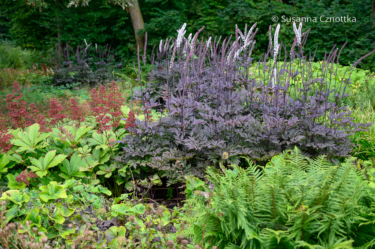 Harmonie im Waldgarten: Silberkerze 'Brunette', Farn und Schaublatt (Rodgersia) Harmonie im Waldgarten: Silberkerze 'Brunette', Farn und Schaublatt (Rodgersia)