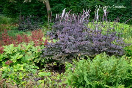 Harmonie im Waldgarten: Silberkerze 'Brunette', Farn und Schaublatt (Rodgersia)