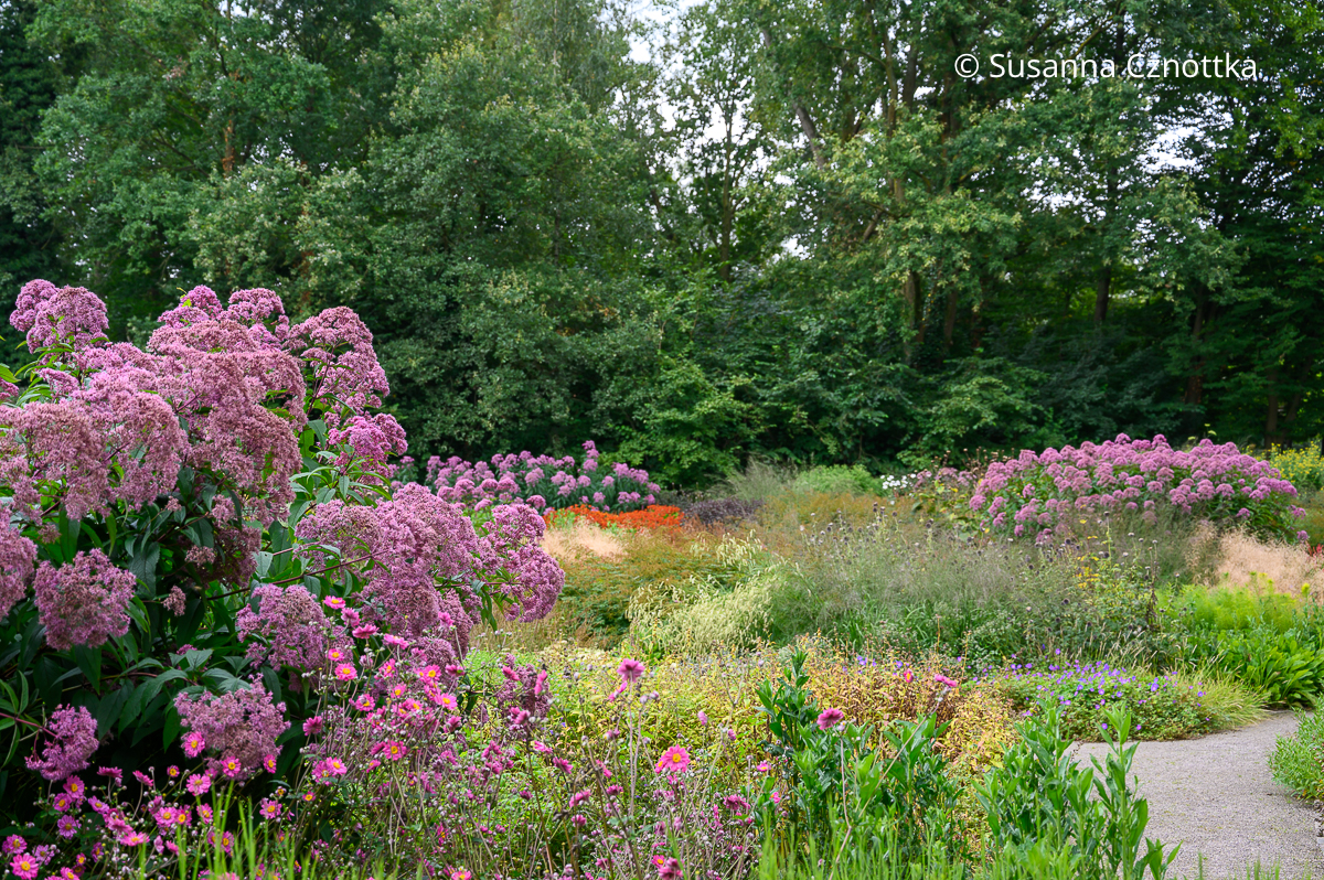 Staudenpflanzung von Piet Oudolf im Maximilianpark Hamm mit rosa Wasserdost (Eupatorium) Staudenpflanzung von Piet Oudolf im Maximilianpark Hamm mit wiederholtem rosa Wasserdost (Eupatorium)