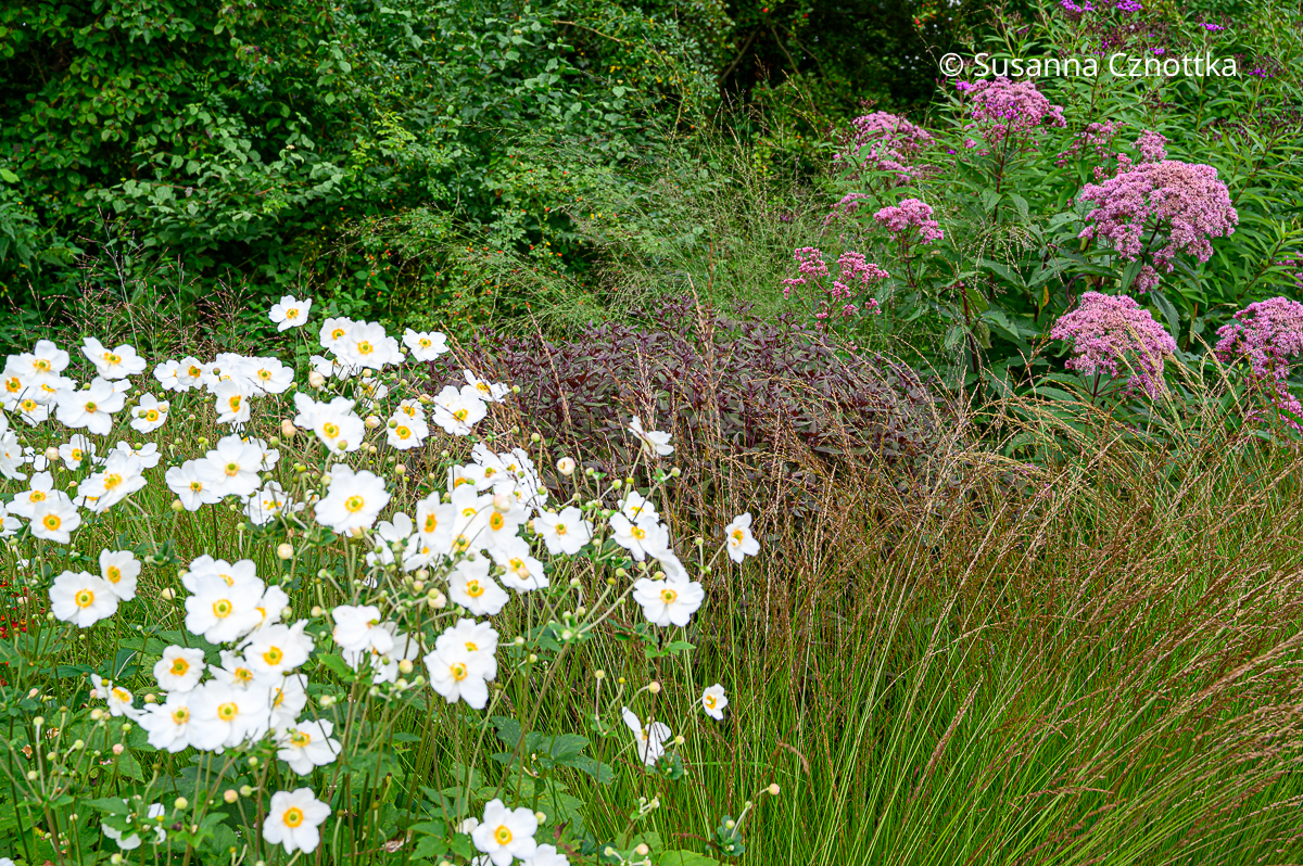 Weiße Herbst-Anemonen (Anemone japonica), Braunblättriger Dost (Ageratina altissima) 'Chocolate' und Wasserdost (Eupatorium fistulosum) Weiße Herbst-Anemonen (Anemone japonica), Braunblättriger Dost (Ageratina altissima) 'Chocolate' und Wasserdost (Eupatorium fistulosum)