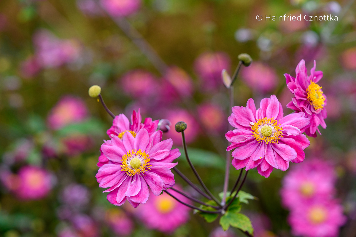 Gefüllte Herbst-Anemone (Anemone japonica-Hybride oder Autumn Double Group) 'Pamina' in kräftigem Pink Gefüllte Herbst-Anemone (Anemone japonica-Hybride oder Autumn Double Group) 'Pamina' in kräftigem Pink