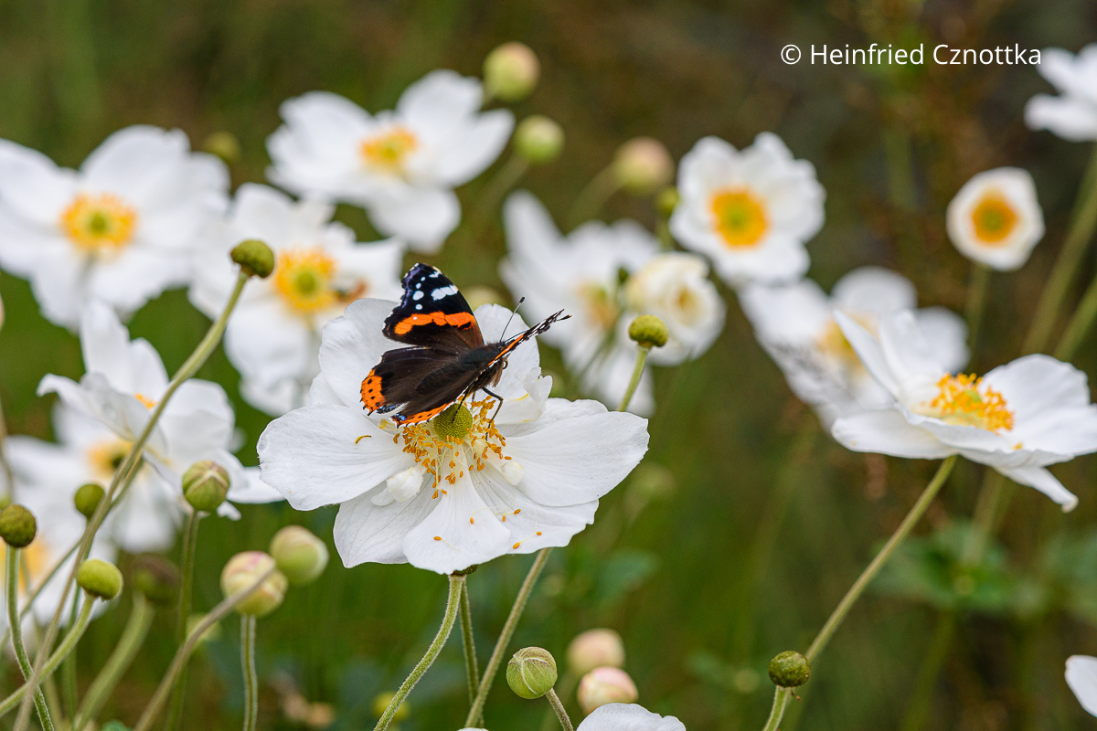 Insektenfreundlicher Garten: Admiral auf der weißen Herbst-Anemone (Anemone japonica) 'Honorine Jobert' Insektenfreundlicher Garten: Admiral auf der weißen Herbst-Anemone (Anemone japonica) 'Honorine Jobert'