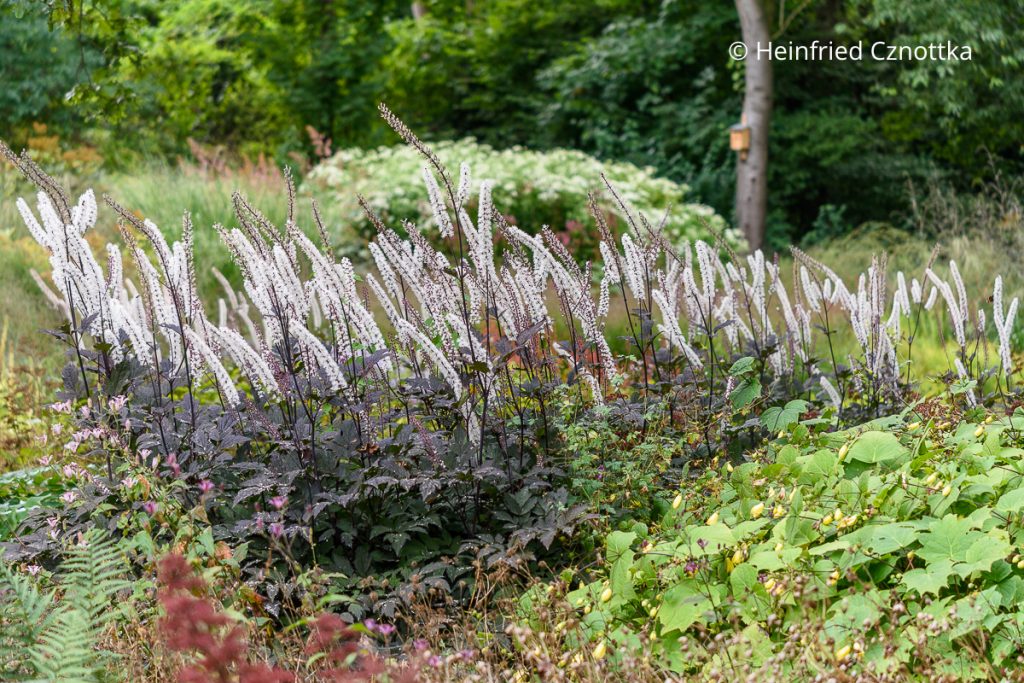 Dunkle Oktober-Silberkerze (Actaea simplex) 'Brunette'
