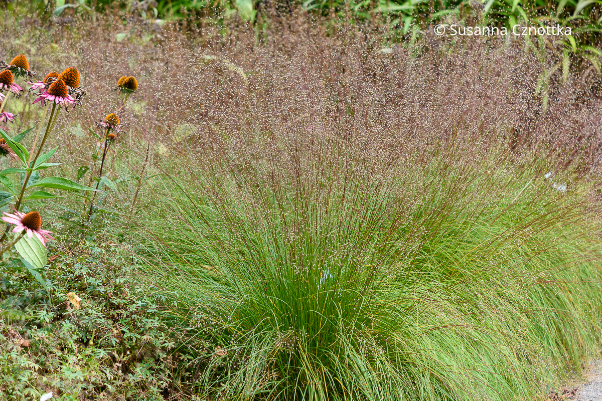 Duftendes Gras: Tautropfengras (Sporobolus heterolepis)