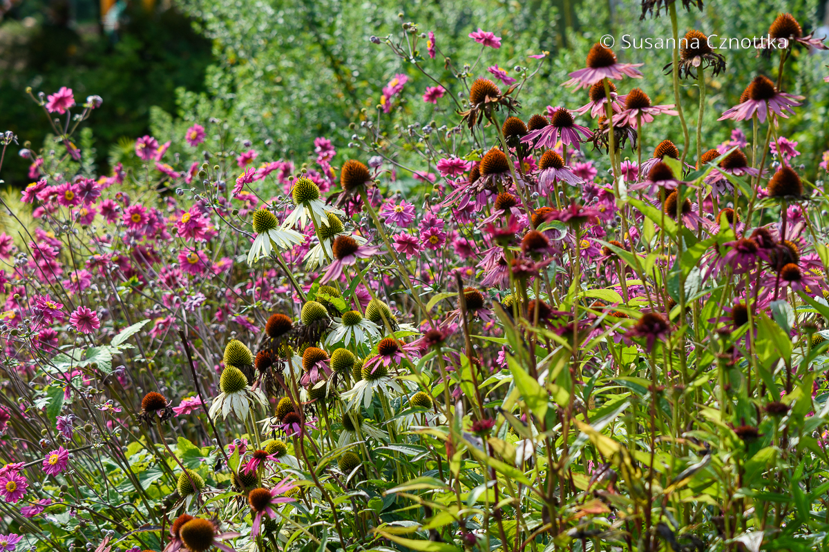 Hochsommerbeet: pinke Herbst-Anemonen (Anemone japonica-Hybride) mit Schein-Sonnenhut (Echinacea purpurea) in Weiß und Rosa Hochsommerbeet: pinke Herbst-Anemonen (Anemone japonica-Hybride) mit Schein-Sonnenhut (Echinacea purpurea) in Weiß und Rosa