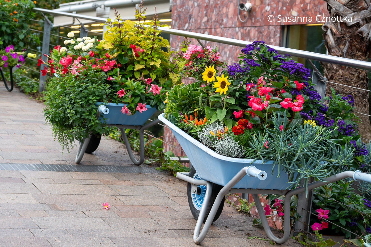 Gartendekoration: zwei hellblaue mit bunten Sommerblumen bepflanzte Schubkarren