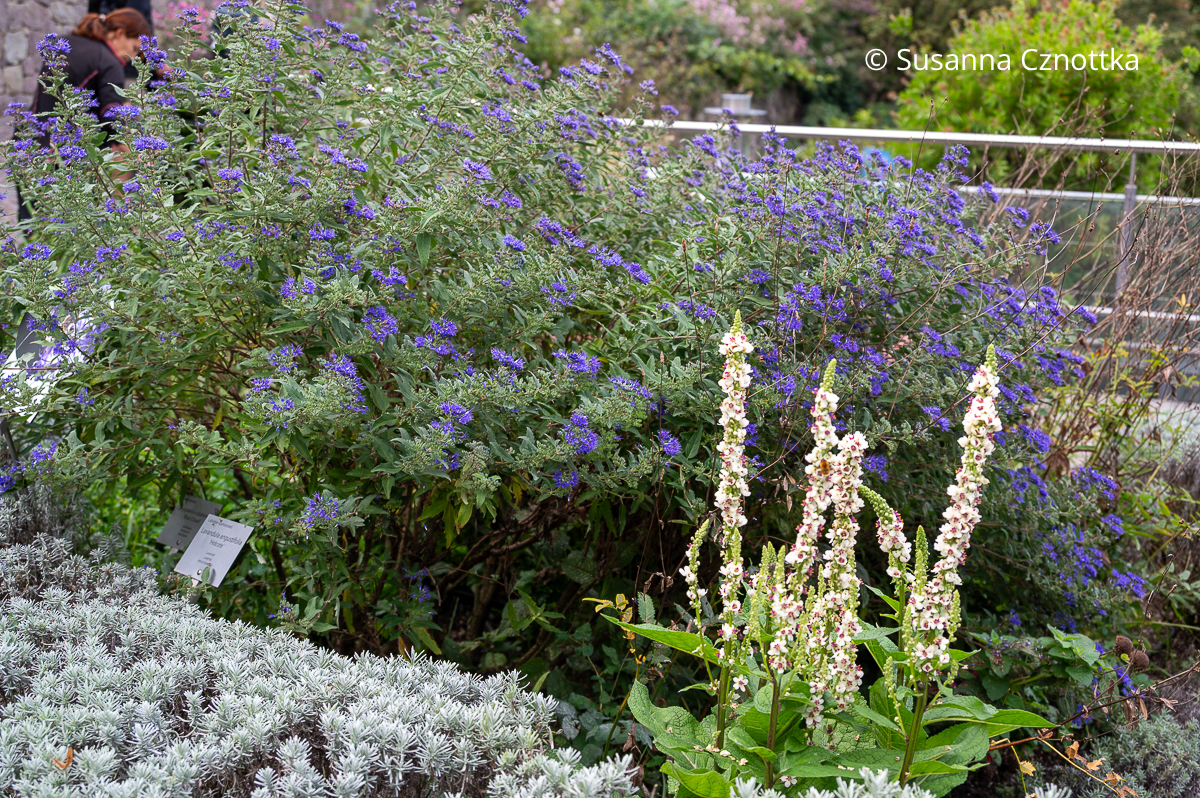 Hübsche Pflanzenkombination: Bartblume (Caryopteris x clandonensis) 'Blue Cloud' mit blauen Blüten und die Französische Königskerze (Verbascum chaixii) mit weißen Blüten und rosa Staubfäden