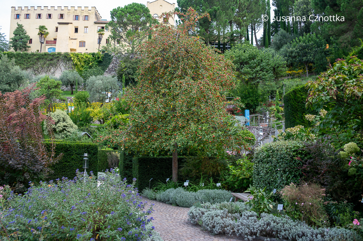 Spätsommerliches Gartenbild mit Zierapfel 'Red Sentinel', Lavendel und Bartblume (Caryopteris x clandonensis) 'Blue Balloon'