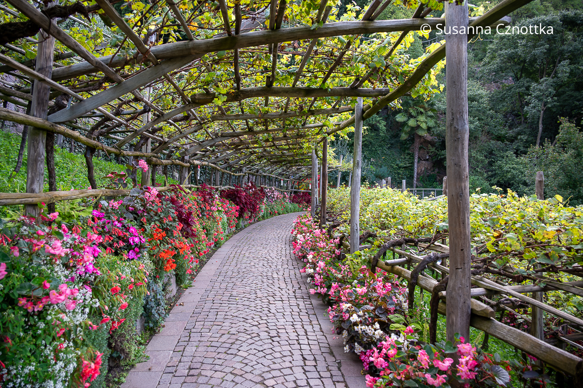 Bunte Begonien und Buntnesseln begleiten einen Gartenweg unter einer mit Wein bewachsenen Pergola