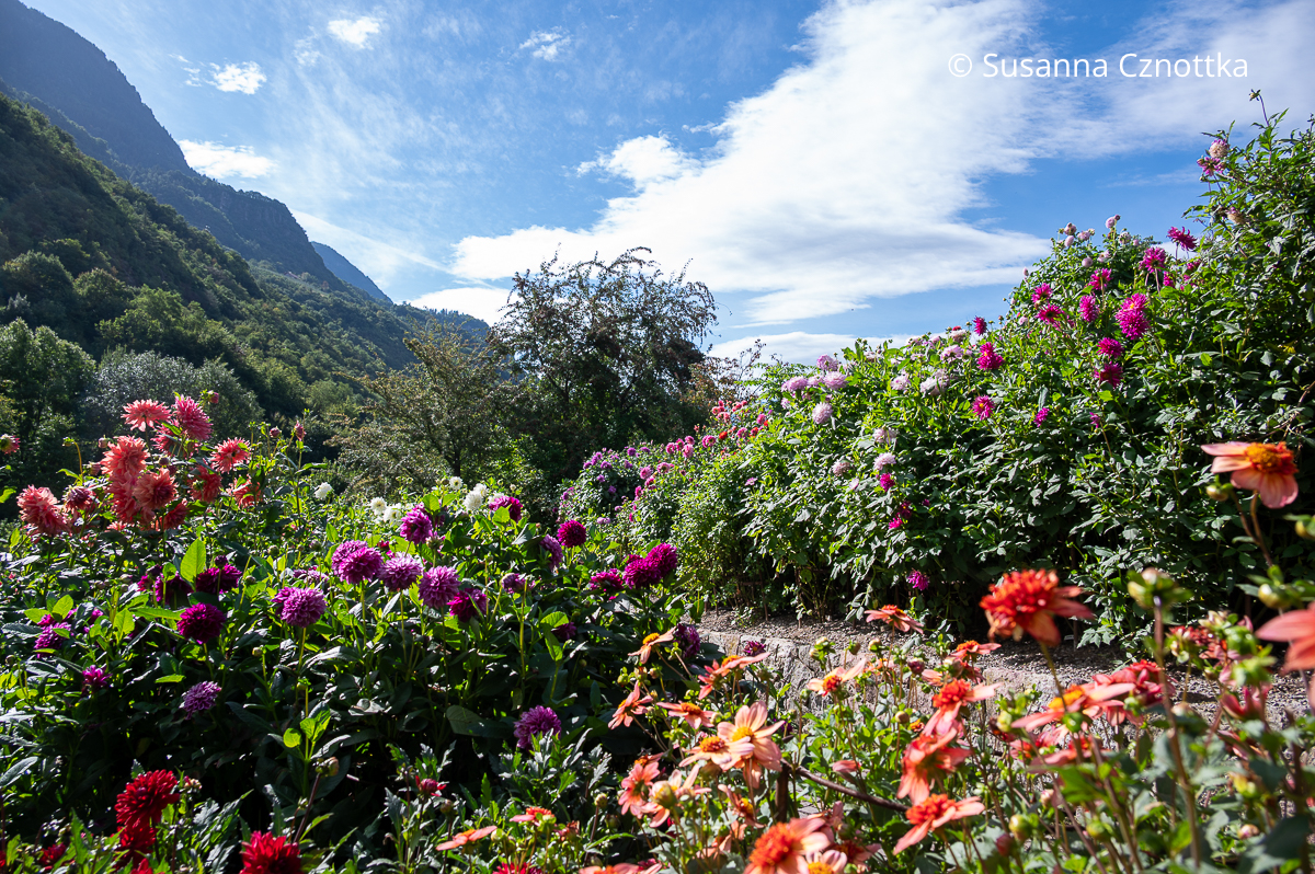 Blick auf Dahlienbeete mit violetten, rosa und orangen Blüten