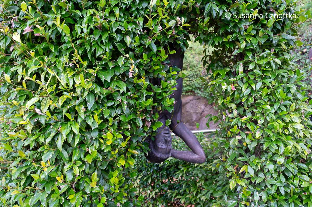 Figur eines kopfüber hängenden jungen Mannes zwischen Blättern des Sternjasmins