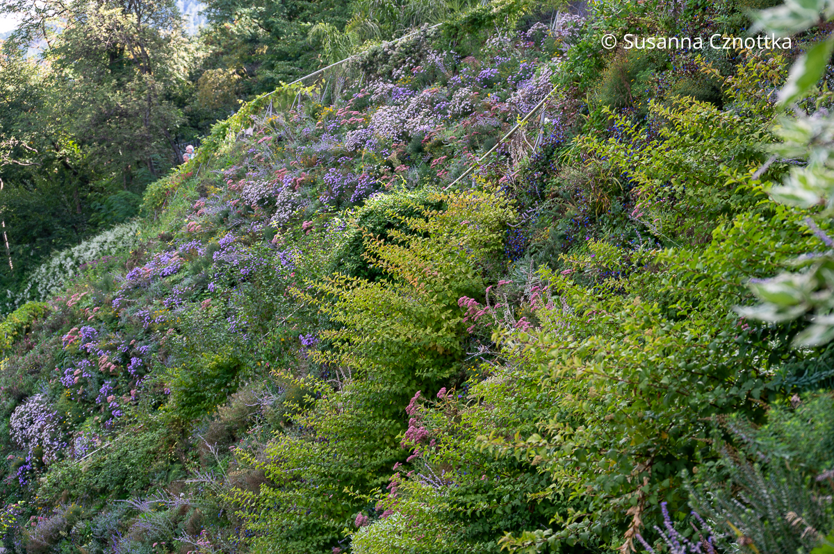 Blühende Lehmwände in den Gärten von Trauttmansdorff mit violetten Astern und rosa Fetthennen
