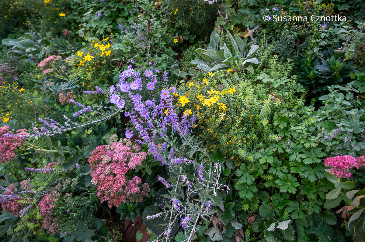 Staudenkombination: violette Astern, Hohe Fetthennen, Blauraute und Netzblatt-Mädchenauge (Coreopsis verticillata)