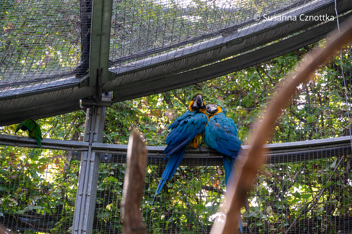 Zwei blaue Aras in einer Voliere