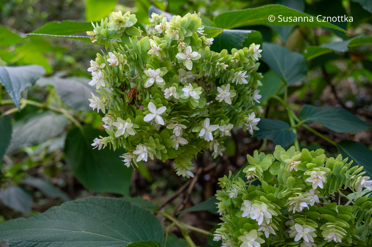 Blüten der Hüllblatt-Hortensie (Hydrangea involucrata) in Weiß und Grün