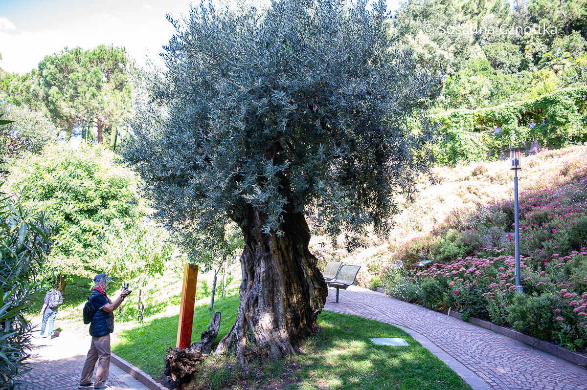 Ein Mann fotografiert einen 700 Jahre alten Olivenbaum
