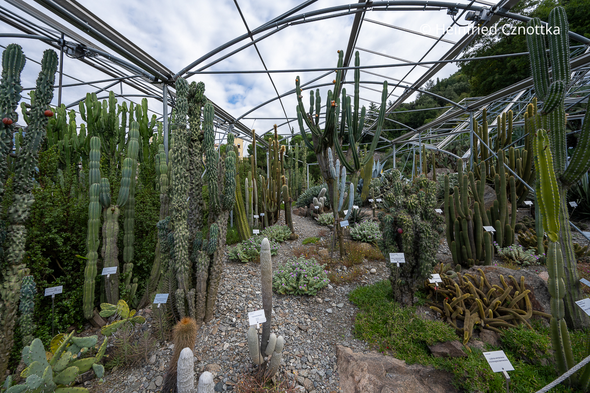 Kakteen und Sukkulenten in den Gärten von Schloss Trauttmansdorff