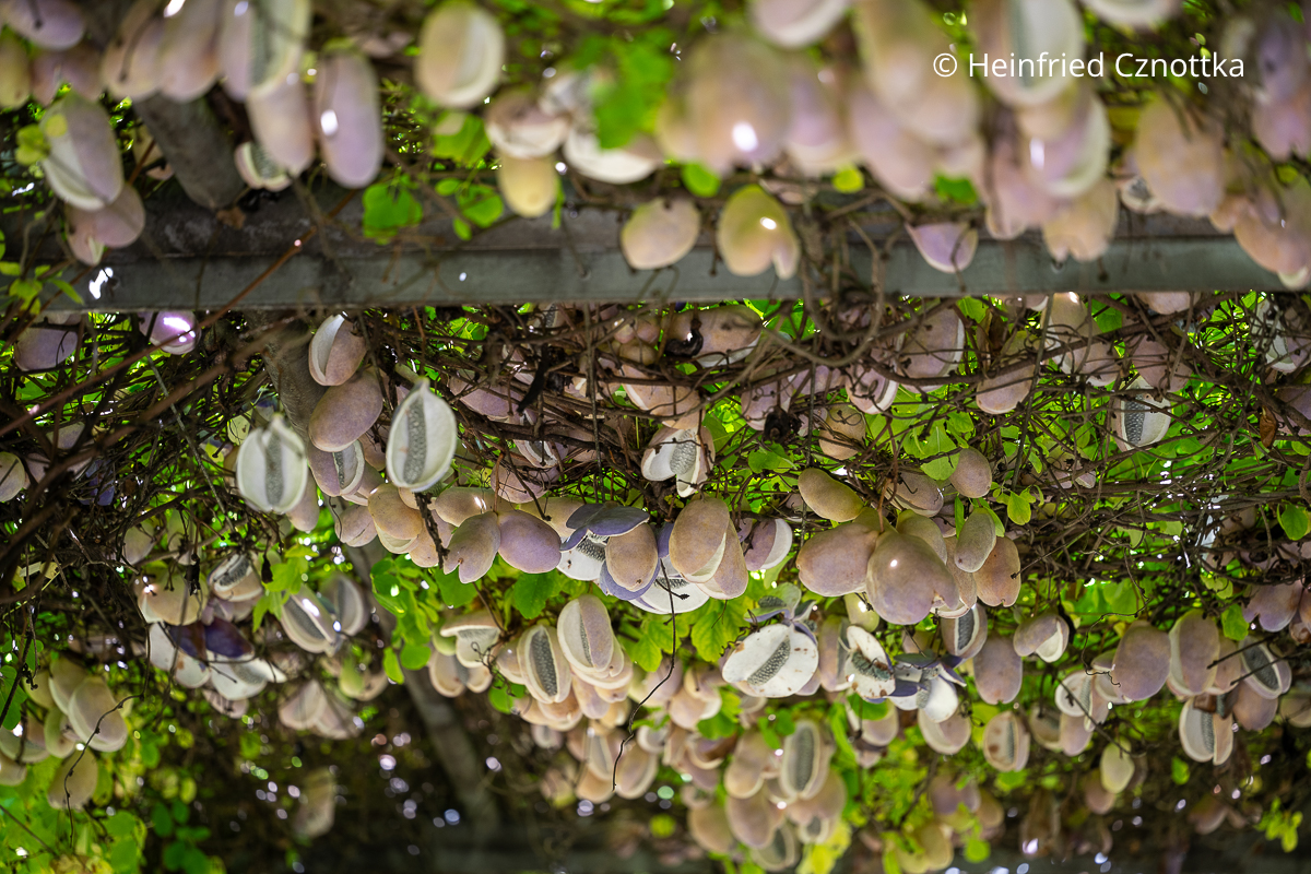 Früchte einer Kleeblättrigen Akebie (Akebia trifoliata) an einem Rankgerüst