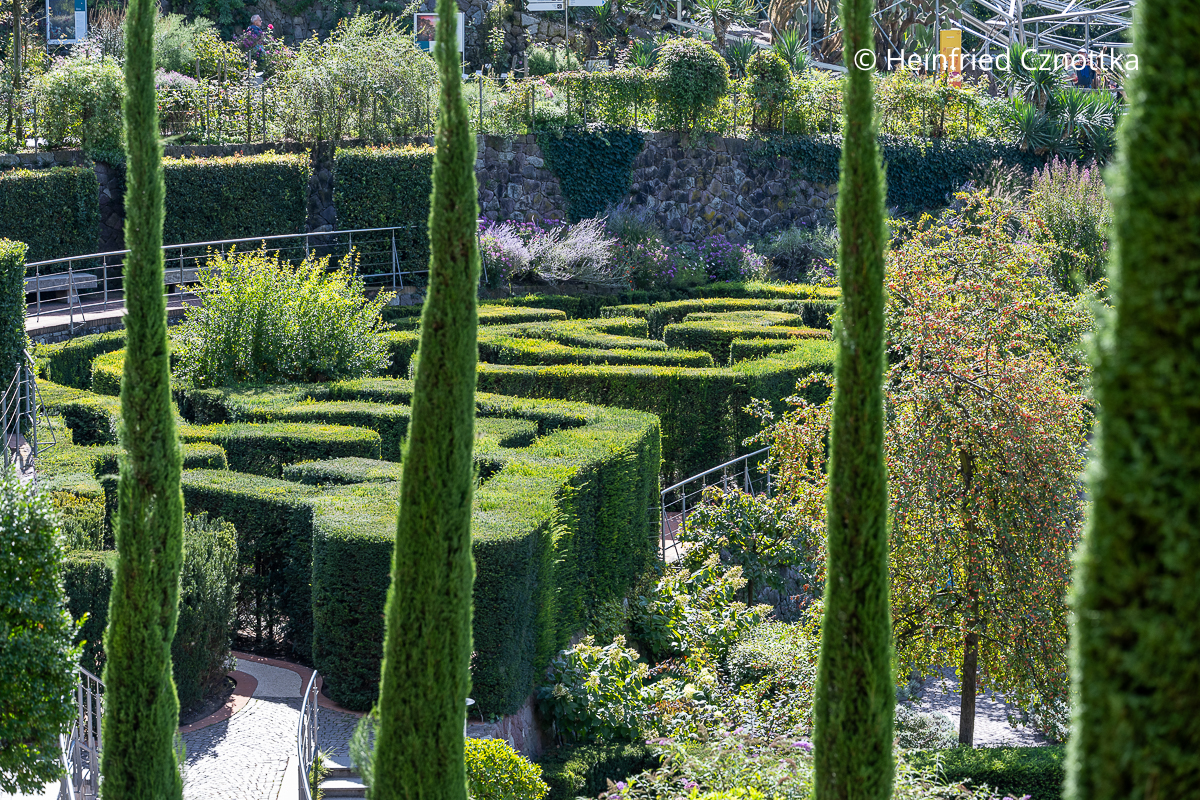 Ein Irrgarten mit Wänden aus Eibe, davor vier hohe schlanke Mittelmeer-Zypressen (Cupressus sempervirens)