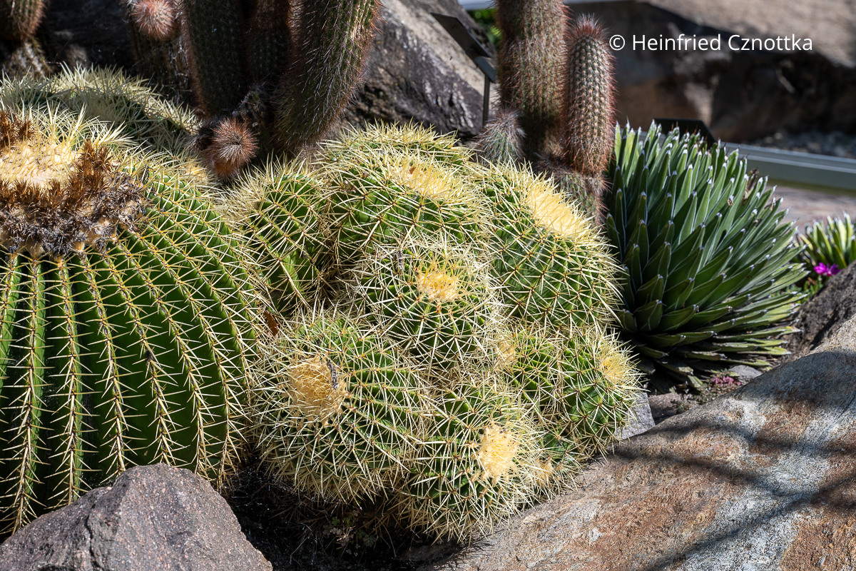 Kakteen und Sukkulenten in den Gärten von Schloss Trauttmansdorff