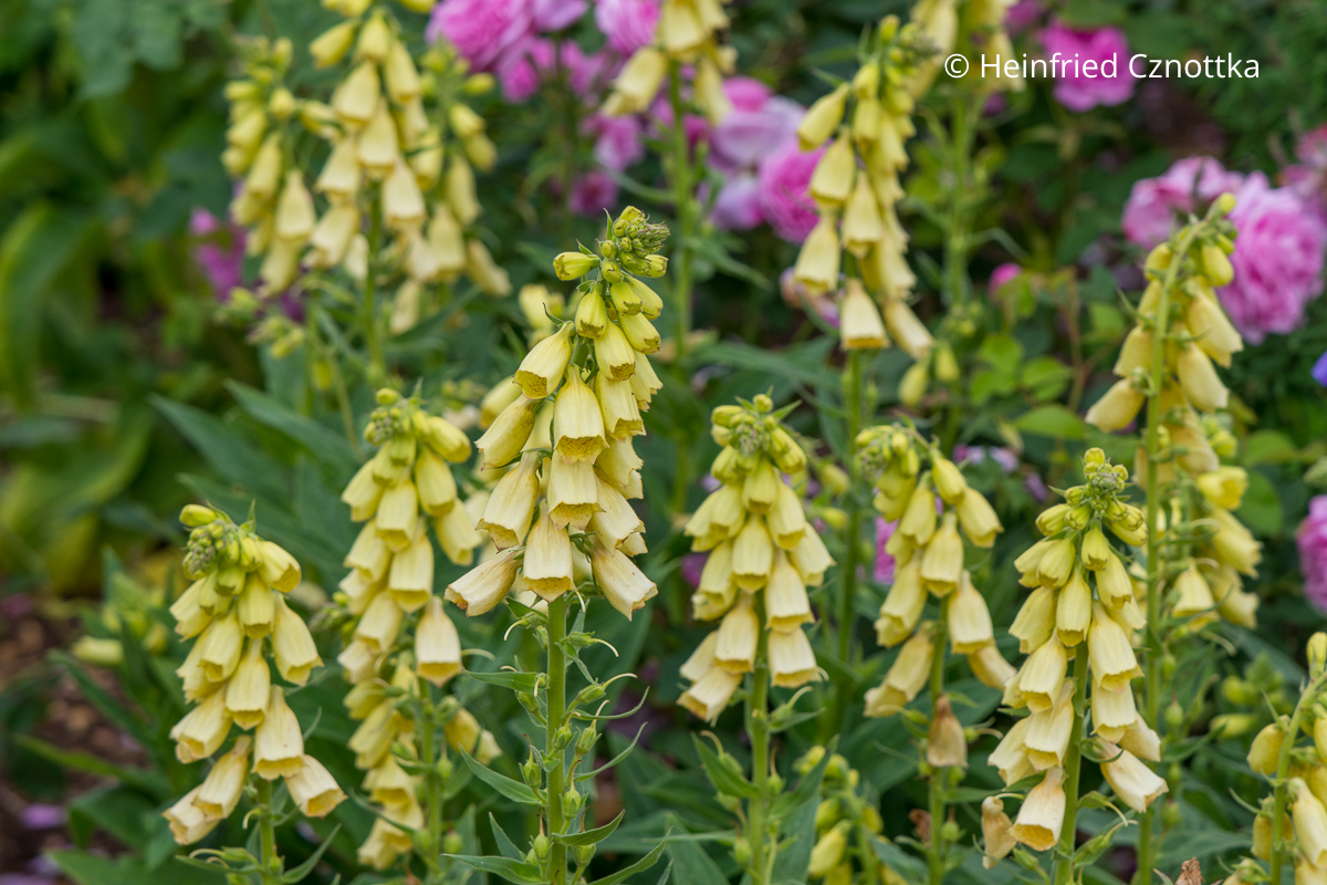 Der Großblütige Fingerhut (Digitalis grandiflora) mit großen gelben Büten Der Großblütige Fingerhut (Digitalis grandiflora) mit gelben Blüten