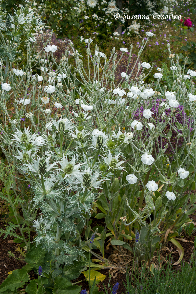 Vexiernelke (Silene coronaria) 'Alba' mit leuchtend weißen Blüten