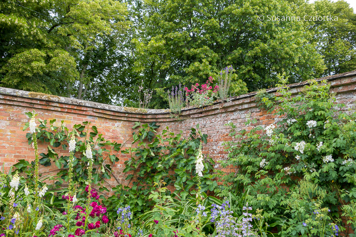 Hohe Gartenmauer mit Rosen, Feige und Fingerhut