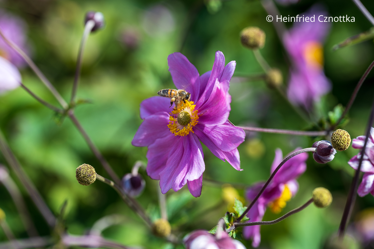 Biene auf einer Herbst-Anemone Biene auf einer Herbst-Anemone
