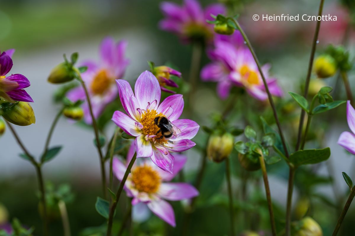 Tipps rund um Dahlien: eine Hummel auf einer ungefüllten Dahlienblüte Eine Hummel auf einer ungefüllten pink-weißen Dahlienblüte