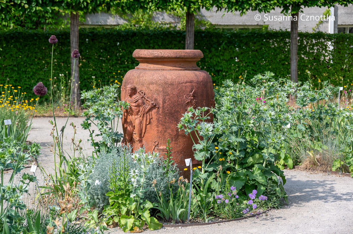 Eine Terracotta-Vase zwischen Mannstreu (Eryngium) und Kugellauch (Allium sphaerocephalon) Eine Terracotta-Vase zwischen Mannstreu (Eryngium) und Kugellauch (Allium sphaerocephalon)
