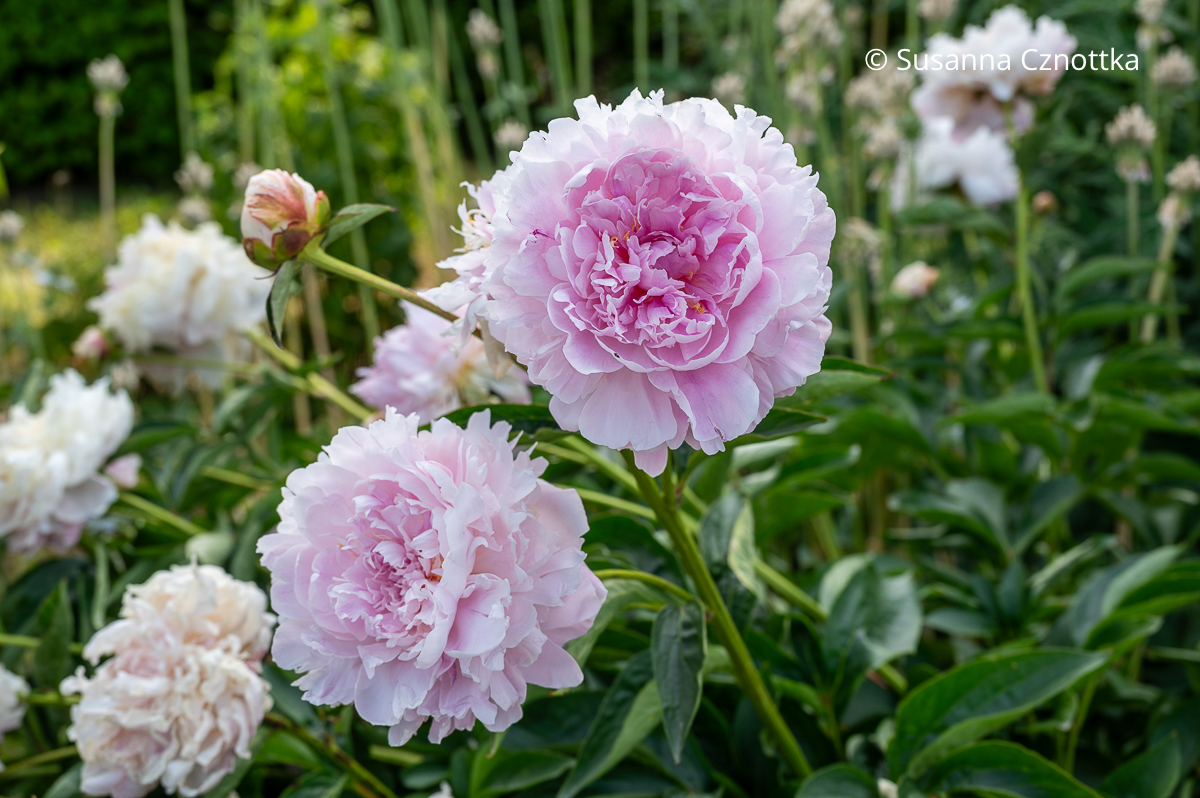 Pfingstrose (Paeonia lactiflora-Hybride) 'Hermione'