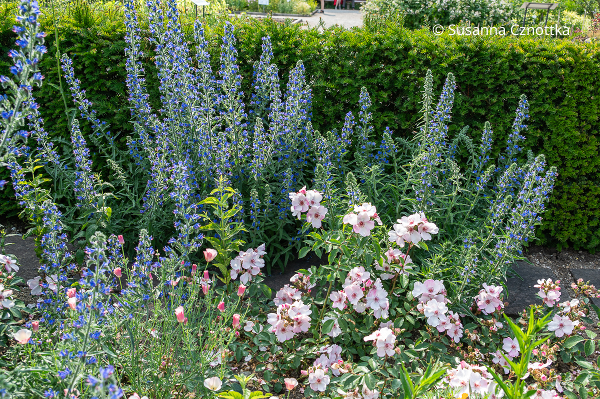 Staude, die wenig Wasser braucht: Natternkopf (Echium vulgare) mit der Beetrose 'Sweet Pretty' Blau blühender Natternkopf (Echium vulgare) mit der rosa Beetrose 'Sweet Pretty' mit offenen Schalenblüten