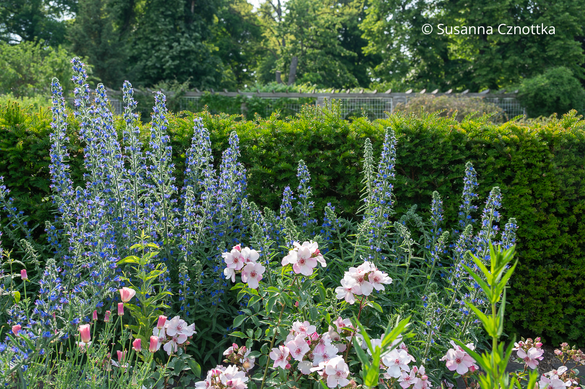 Ungewöhnliche Kombination: Beetrose 'Sweet Pretty' und Natternkopf (Echium vulgare)