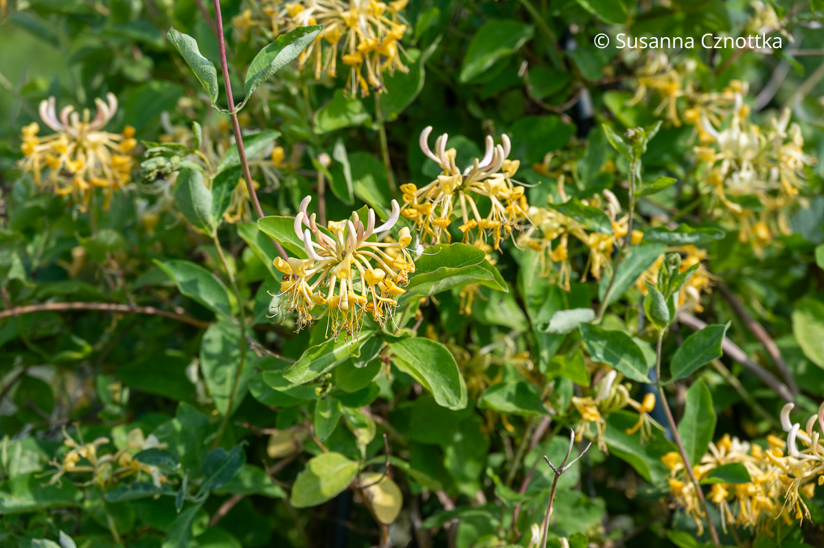 Duftgarten: Jelängerjelieber (Lonicera caprifolium) mit gelben Blüten