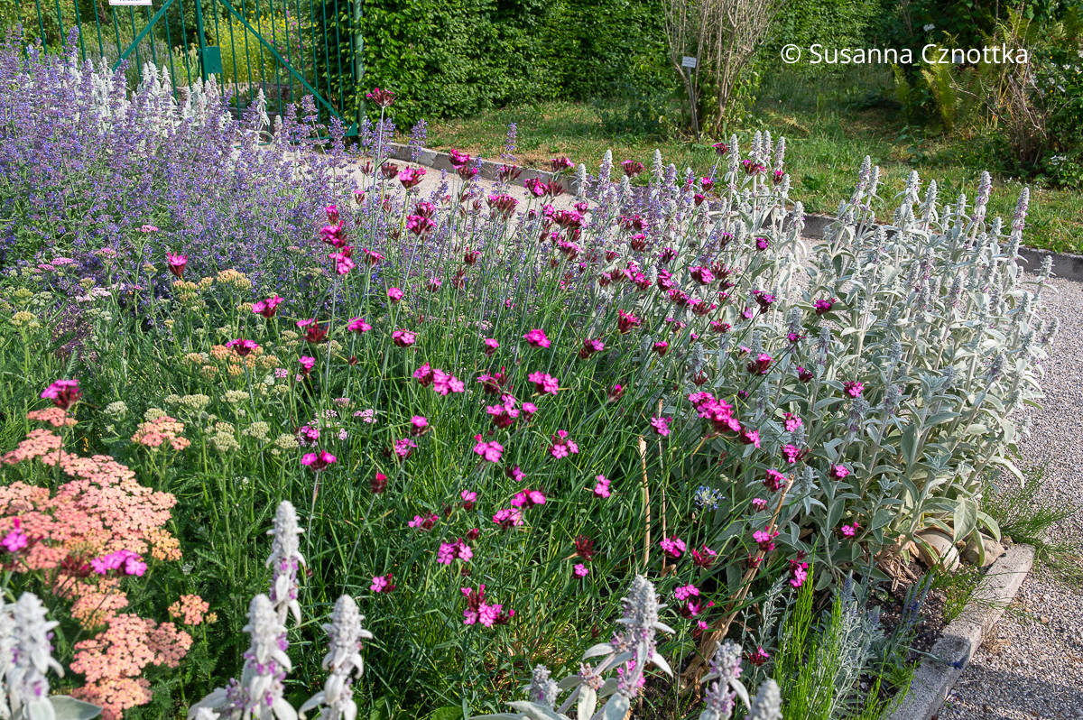 Karthäuser Nelke (Dianthus carthusianorum) mit Woll-Ziest (Stachys byzantina), Schafgarbe (Achillea) und Katzenminze (Nepeta) Karthäuser Nelke (Dianthus carthusianorum) mit Woll-Ziest (Stachys byzantina), Schafgarbe (Achillea) und Katzenminze (Nepeta)