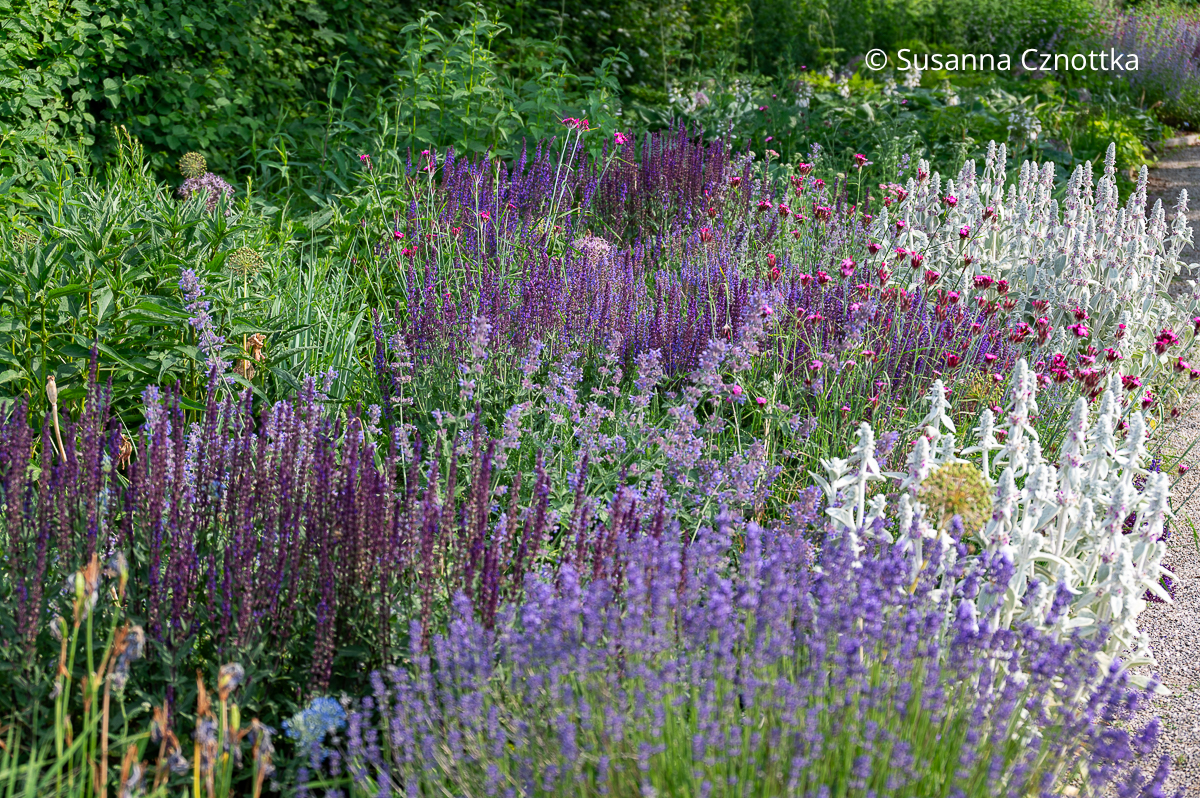 Sonniges Beet gestalten: violetter Steppen- Salbei (Salvia nemorosa) mit Lavendel, silbergrauem Wollziest (Stachys byzantina), pinker Karthäuser Nelke (Dianthus carthusianorum) und blau-violetter Katzenminze (Nepeta)