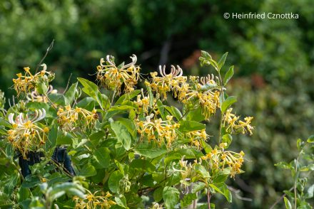 Garten für alle Sinne: duftendes Jelängerjelieber (Lonicera caprifolium) mit gelben Blüten