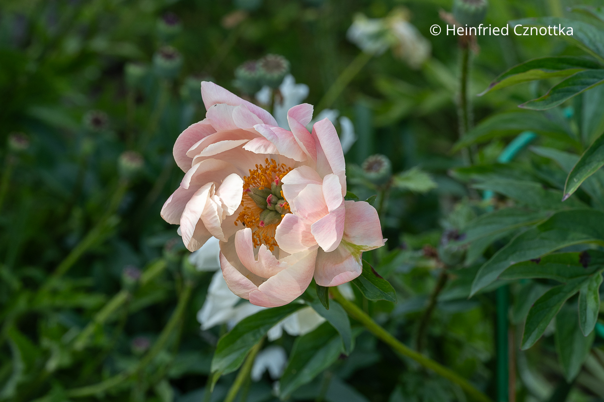 Pfingstrose (Paeonia-Hybride) 'Coral Charme' mit zarten lachsrosa Blüten Eine Blüte der Pfingstrose (Paeonia-Hybride) 'Coral Charme' in zartem Lachsrosa